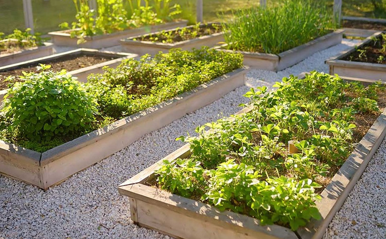 How to start an Urban Farm